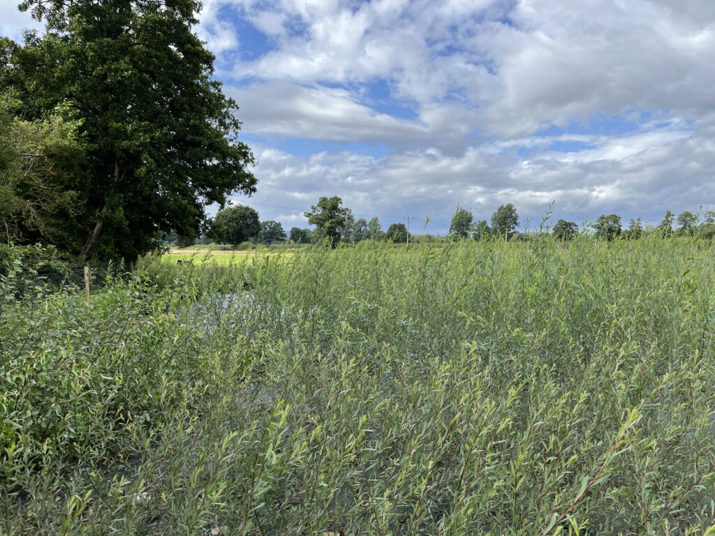 View across the willow bed showing the first year's growth