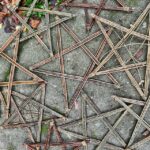 Brown Willow stars spread out on a concrete floor