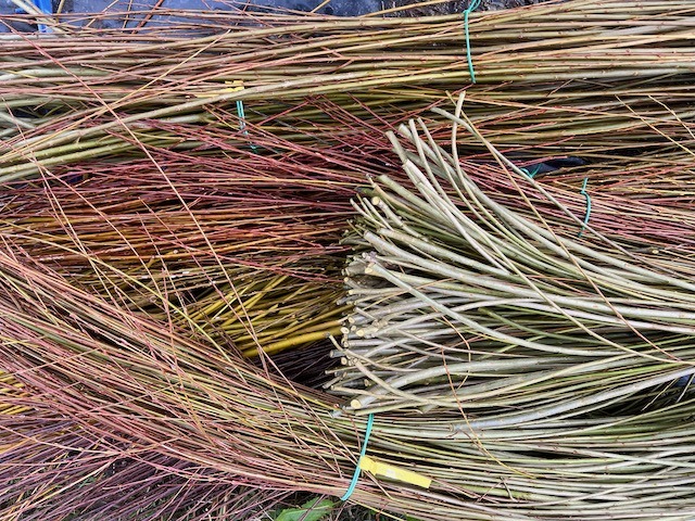 Bundles of willow spread out after being harvested and bundled showing the willow colours.