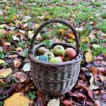 Round shopping willow basket in buff noir with red apples gathered inside on an autumn lawn with colourful leaves.