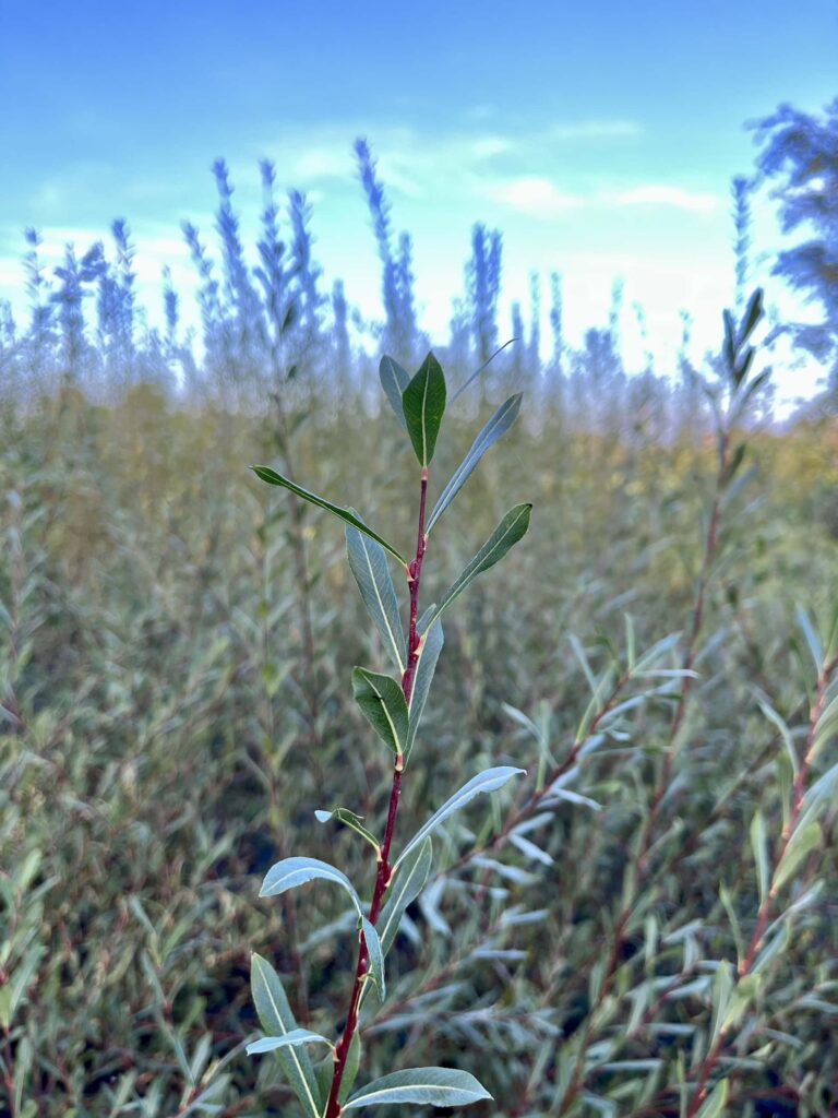 Single willow rod in focus with the rest of the willow bed in background