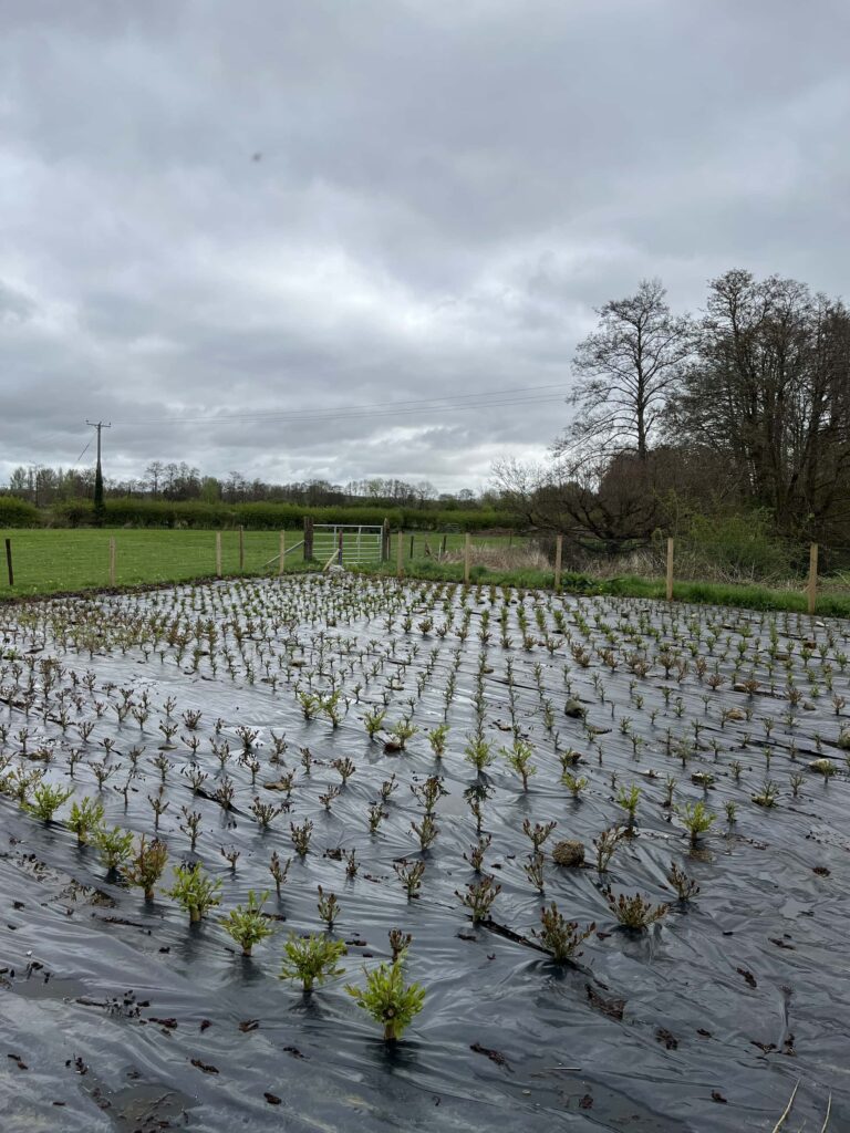 View across the first willow bed, looking north on a grey, cloudy day and the rods have a little bit of growth on them.