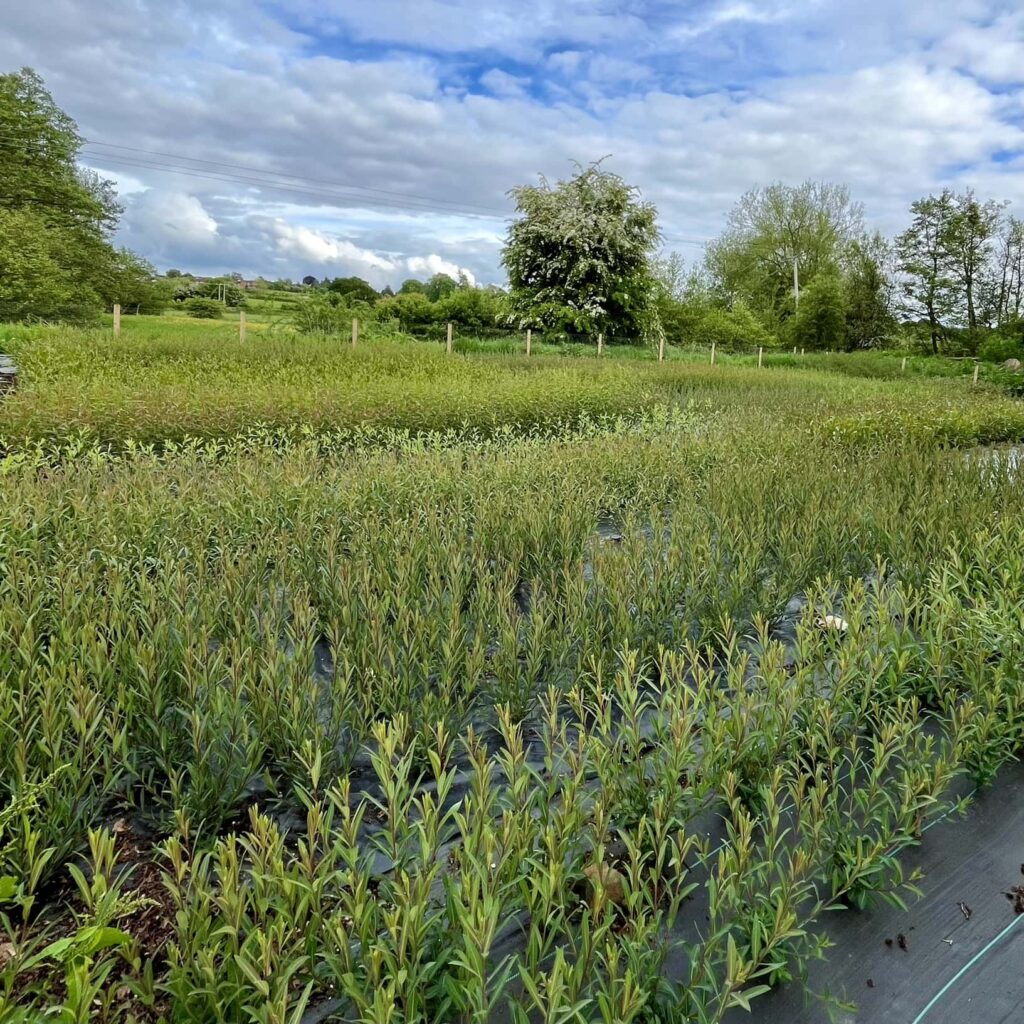 Spring growth looking across the first willow bed with a blue sky