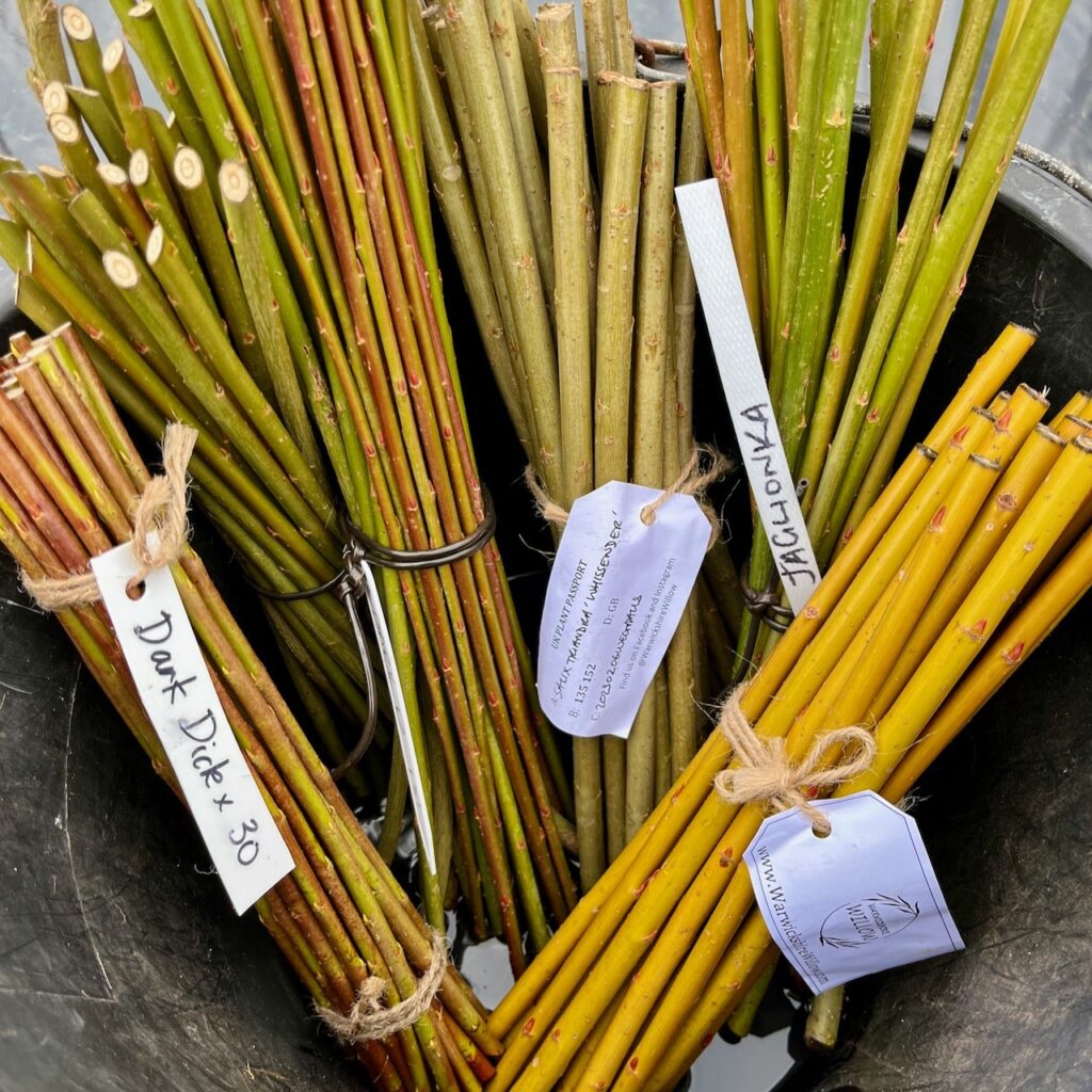 Colourful willow cuttings stood in a bucket of water, ready to plant.