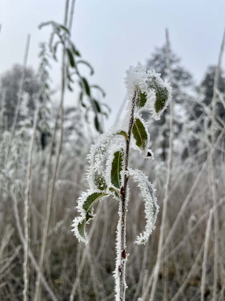 A frosty willow rod with more in the background