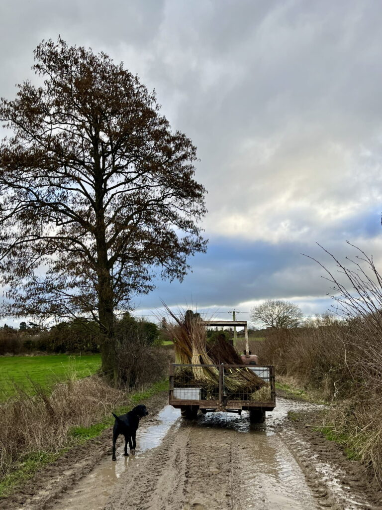 Rear view of a tractor and link box driving down the lane. Transporting the freshly harvested willow back to the barn on a cloudy, blue sky winter day.