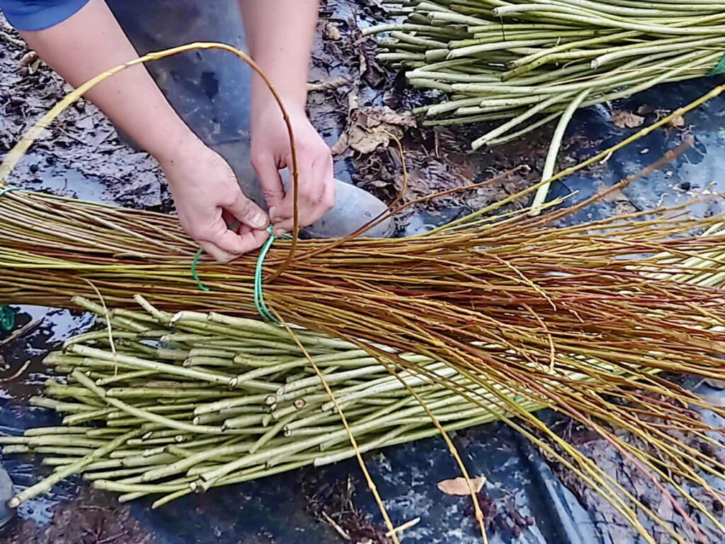 Hands tying a bundle of brown willow together with green flexi-tie. 