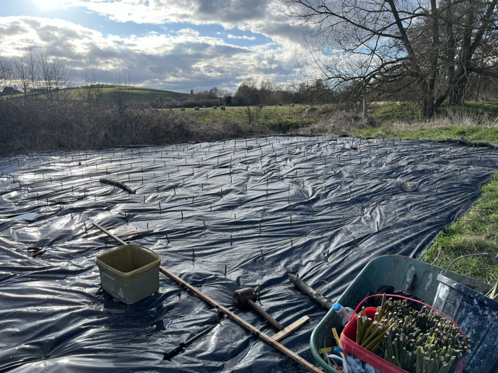 Willow cuttings and tools on the newly made willow bed with plantings in the ground.