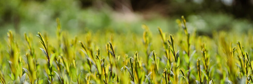 Looking across the willow bed, showing the green willow growing in the sunlight