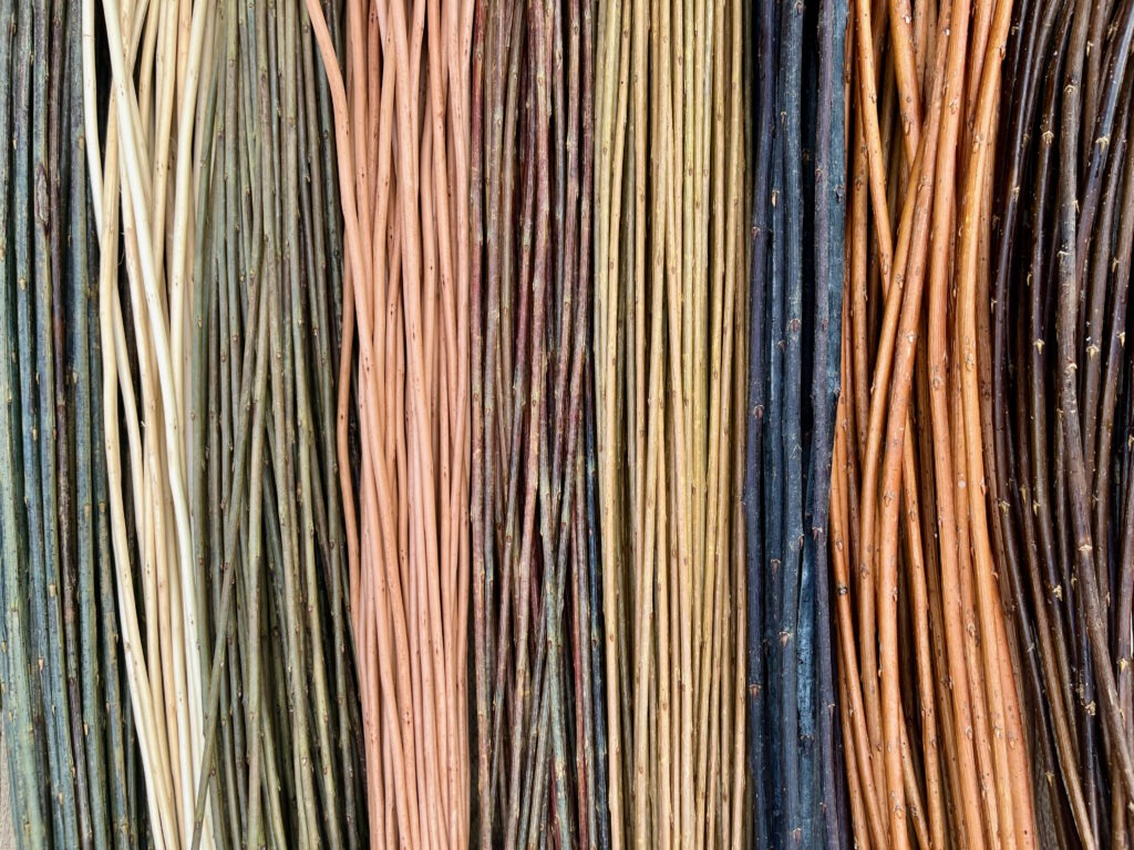 Different varieties of willow rods lined up vertically showing natural colours