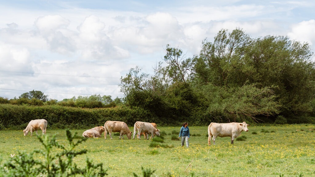 Steph walking towards the camera, in a green field with cattle. 