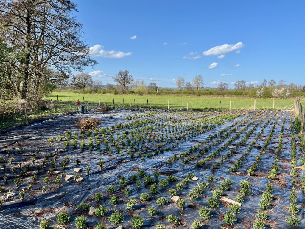 April 2026: New willow growth 