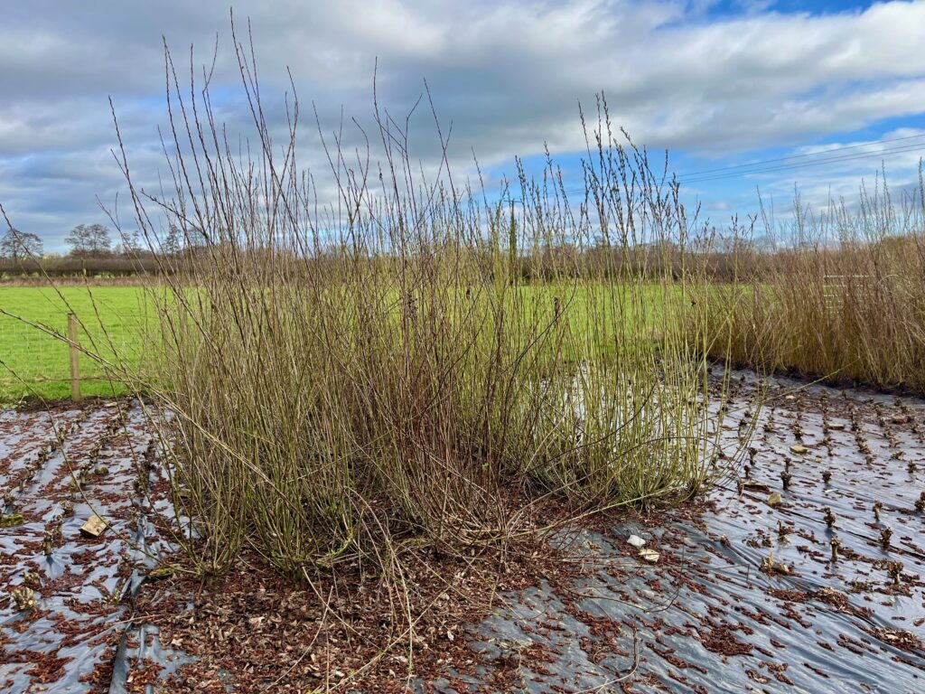 Section of damaged willow bed with snapped branches.