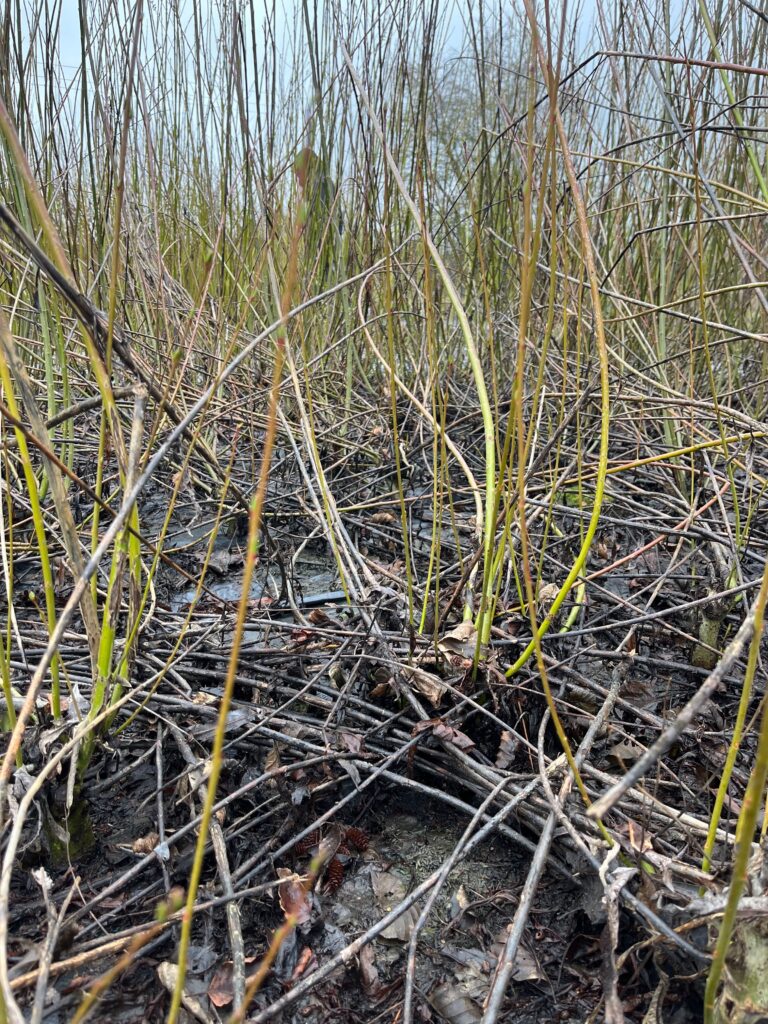 Close up of damaged, dead and bent willow branches.