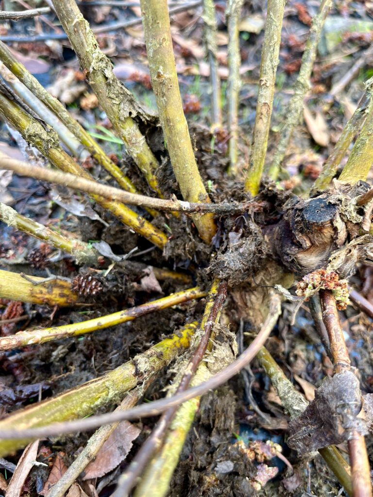 Close up of cow poo on a willow stool.