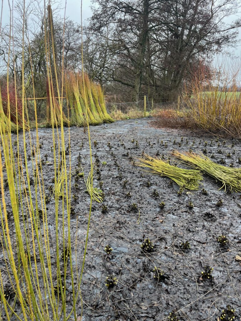 Harvesting the bright green Dicky Meadows willow, some standing and other that have been cut. 