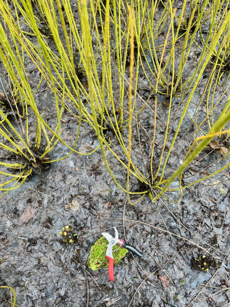 Secateurs on a mossy rock in the willow bed. Harvesting the bright green Dicky Meadows willow. 