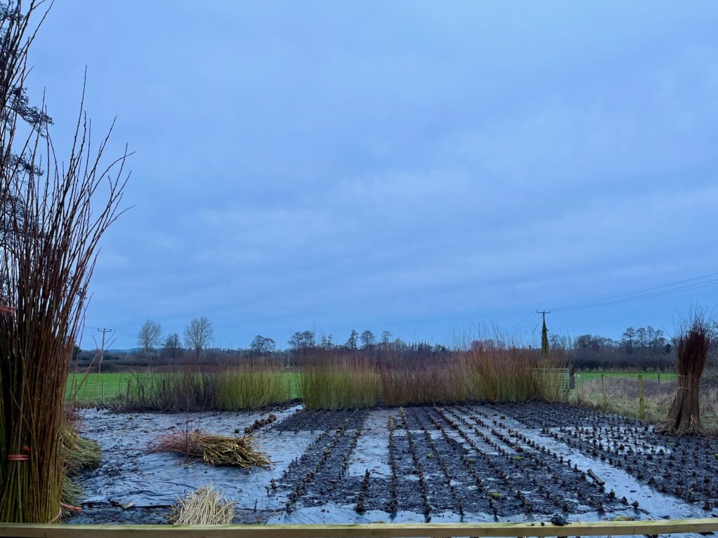 Looking across willow bed in winter during harvest.