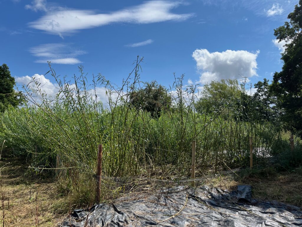 The willow bed in full leaf, the fences damaged and lots of snapped branches from cattle damage. 