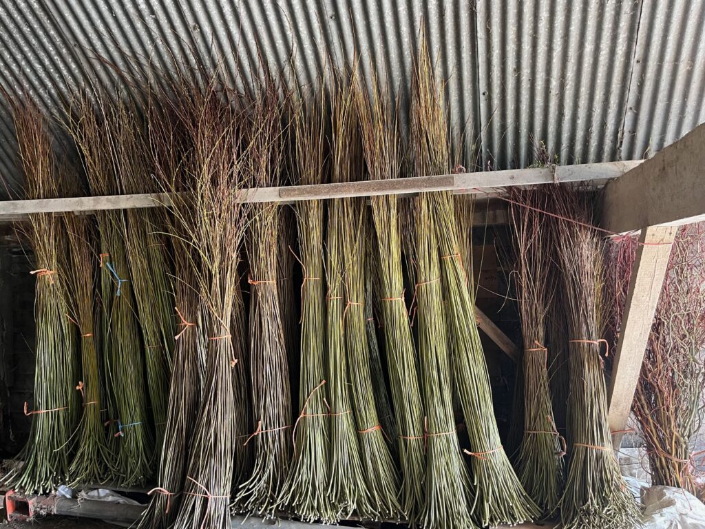 The harvested willow standing in the shed to dry.