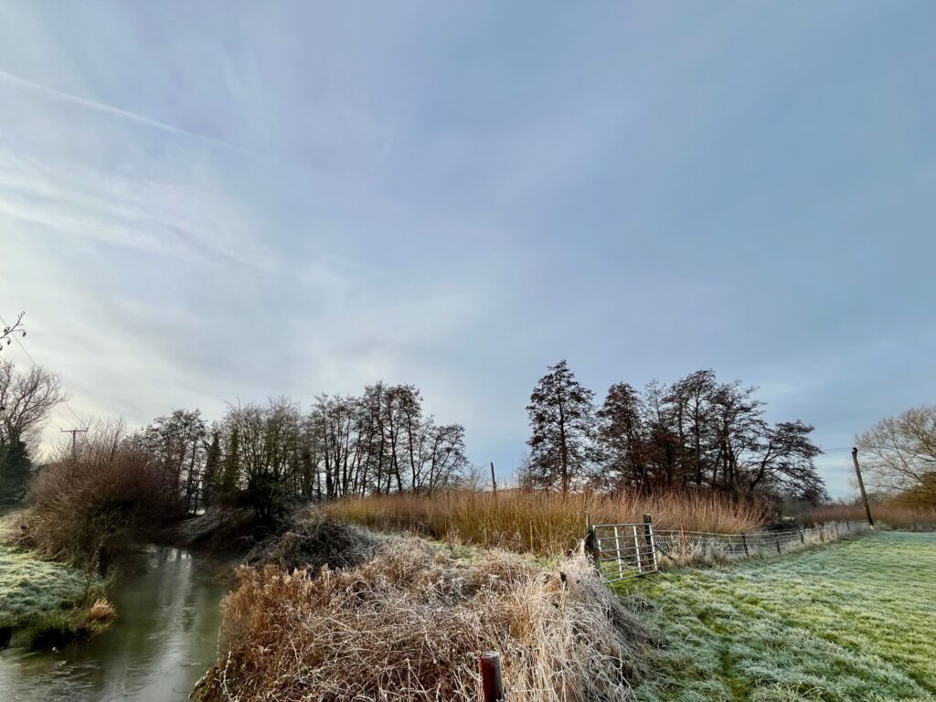 View across the willow bed in winter, showing the river going around it to the left.